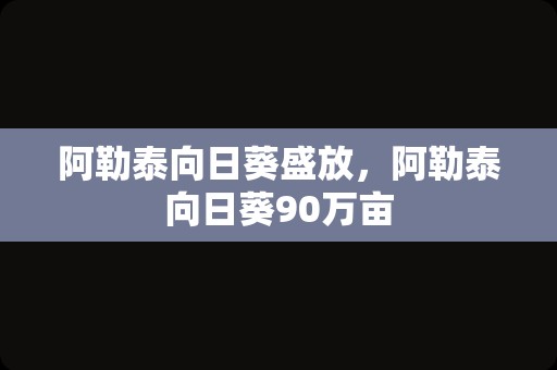 阿勒泰向日葵盛放，阿勒泰向日葵90万亩